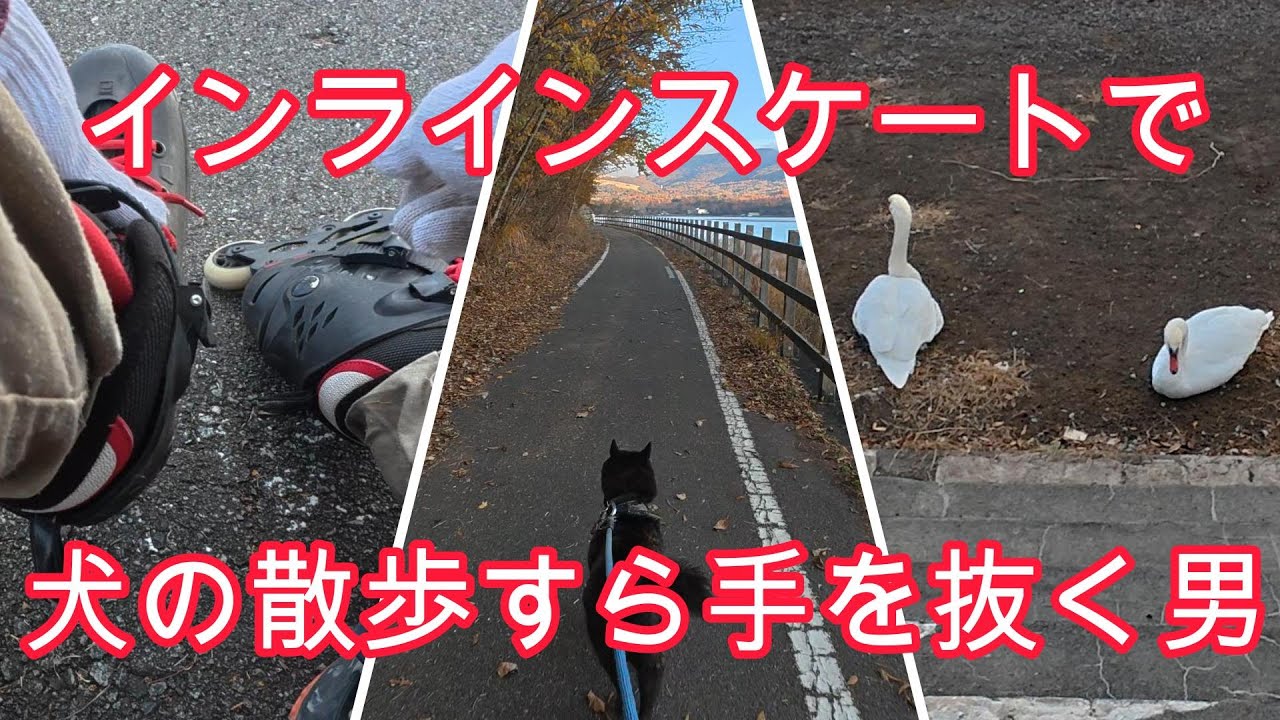 インラインスケートで犬の散歩！？棒立ちで晩秋の山中湖を観光する方法【富士五湖地方探訪記】