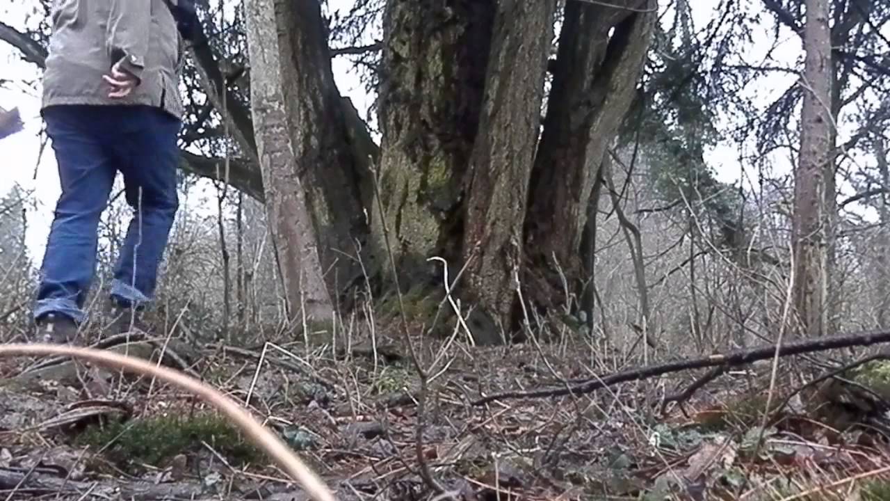 Duglazija (Pseudotsuga menziesii), Križovljan grad