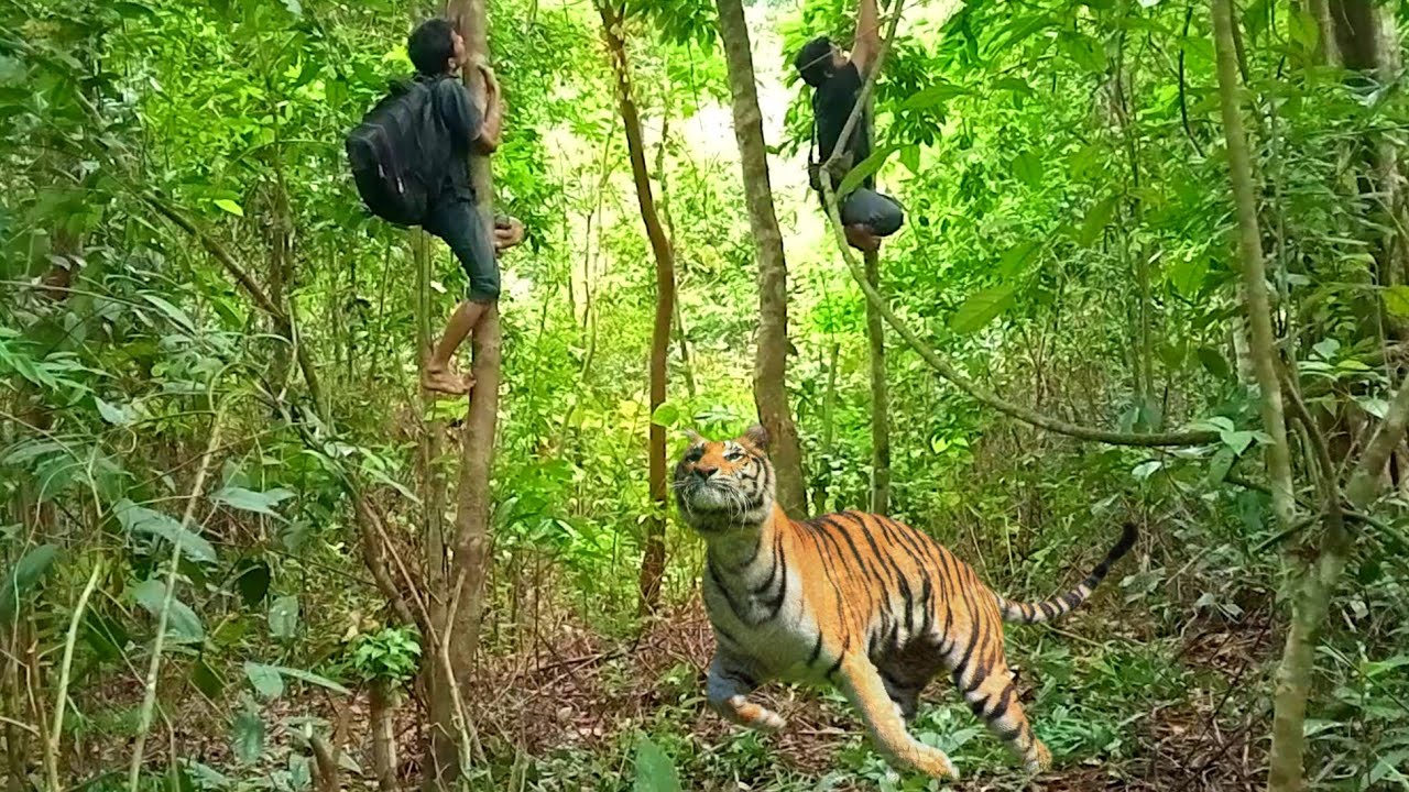 Camping di hutan Sumatra lari ketakutan ada HARIMAU, mancing dan masang jaring nangkap ikan