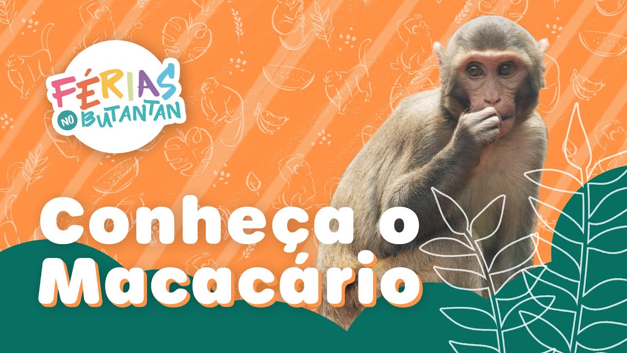 Conhe&ccedil;a o Macac&aacute;rio do Instituto Butantan