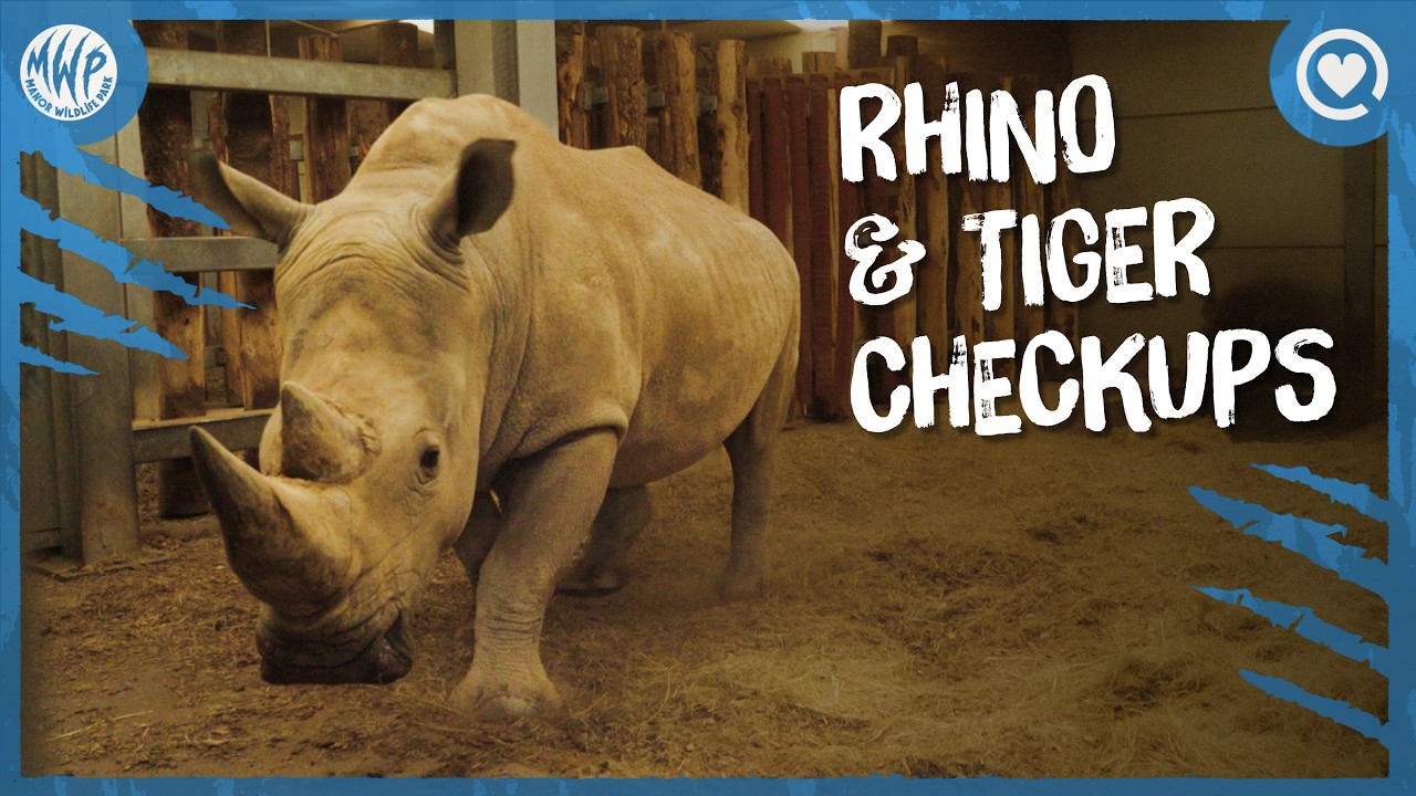 What’s causing these rhino & tiger injuries? | 'Rhino Rucks & Tiger Tiffs' | Vet Diaries