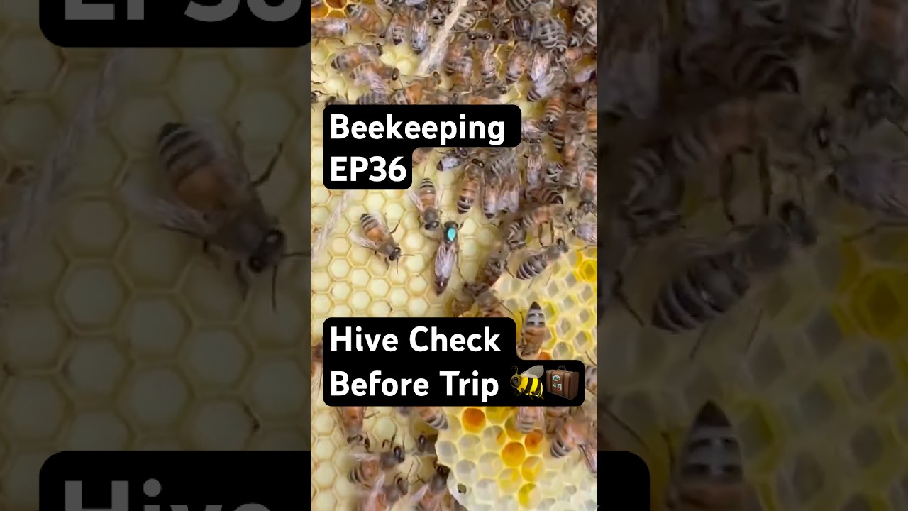 Beekeeping EP36 – Hive Check Before Trip 🐝🧳