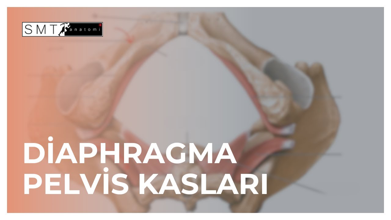 Diaphragma Pelvis Kasları Anatomisi