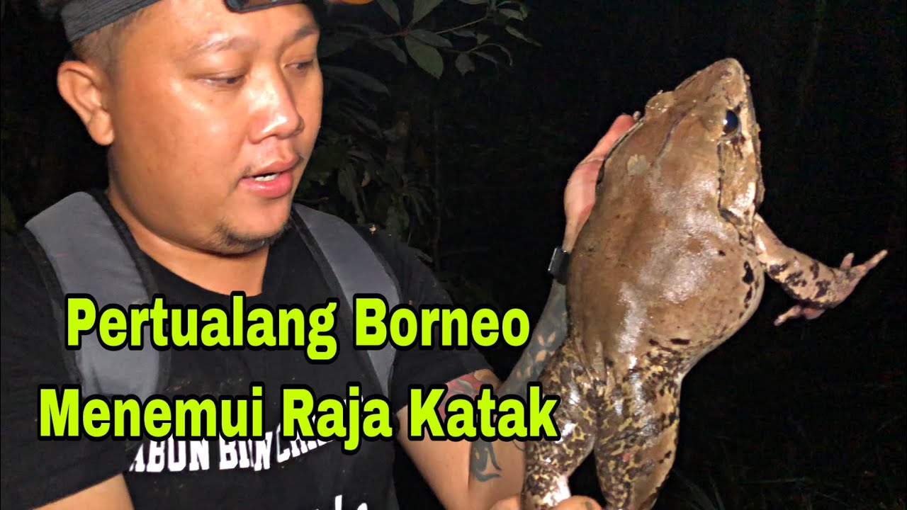 Raja Katak Seberat 1.5KG Di Temui Di Hutan Rimba,King Of Frog,Pertualang Borneo.