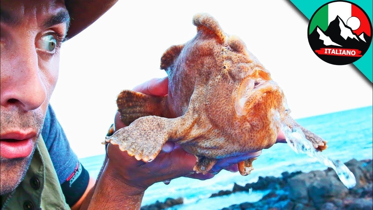 Scopriamo il Mostro del Mare Il Pesce Rana Gigante! | Brave Wilderness Italiano