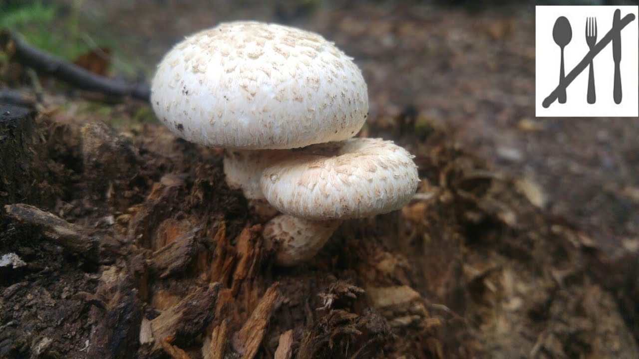 Twardziak łuskowaty&nbsp;(Neolentinus lepideus) Jaworzno 26.08.2017