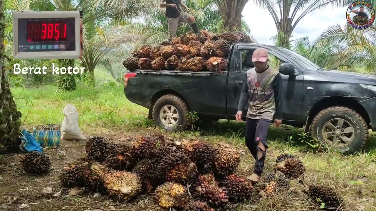 Panen Sawit Yangambi Full Durasi Januari 2026, Panen Pertama. @Petani Pemula Temah
