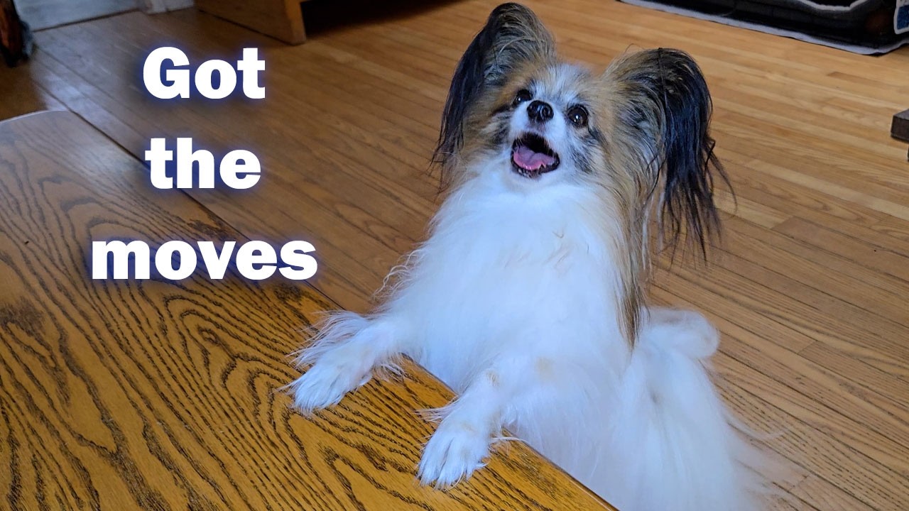 Luc the Papillon’s got the moves