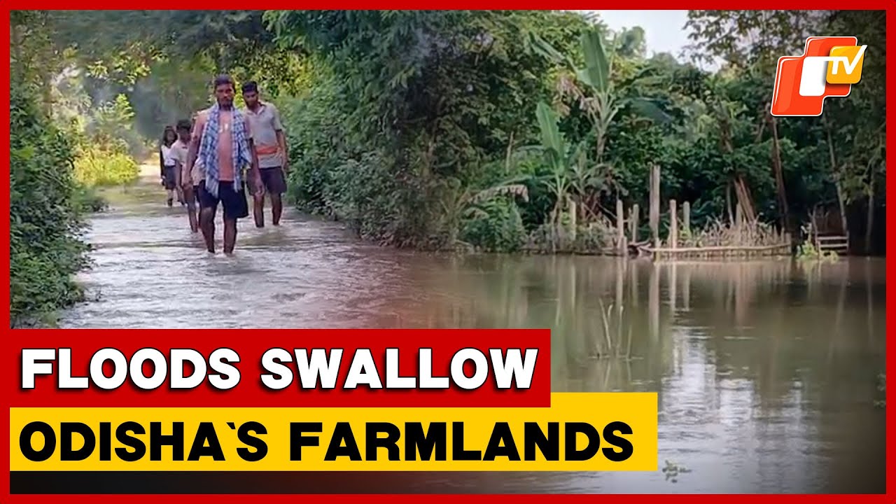 Odisha&rsquo;s Bhadrak In Distress As Floods Swallow Farms, Paddy Fields; Farmers Allege Years Of Neglect