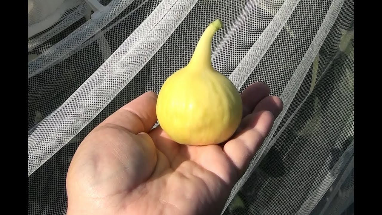 Мой любимый инжир — жёлтый длинношеий.