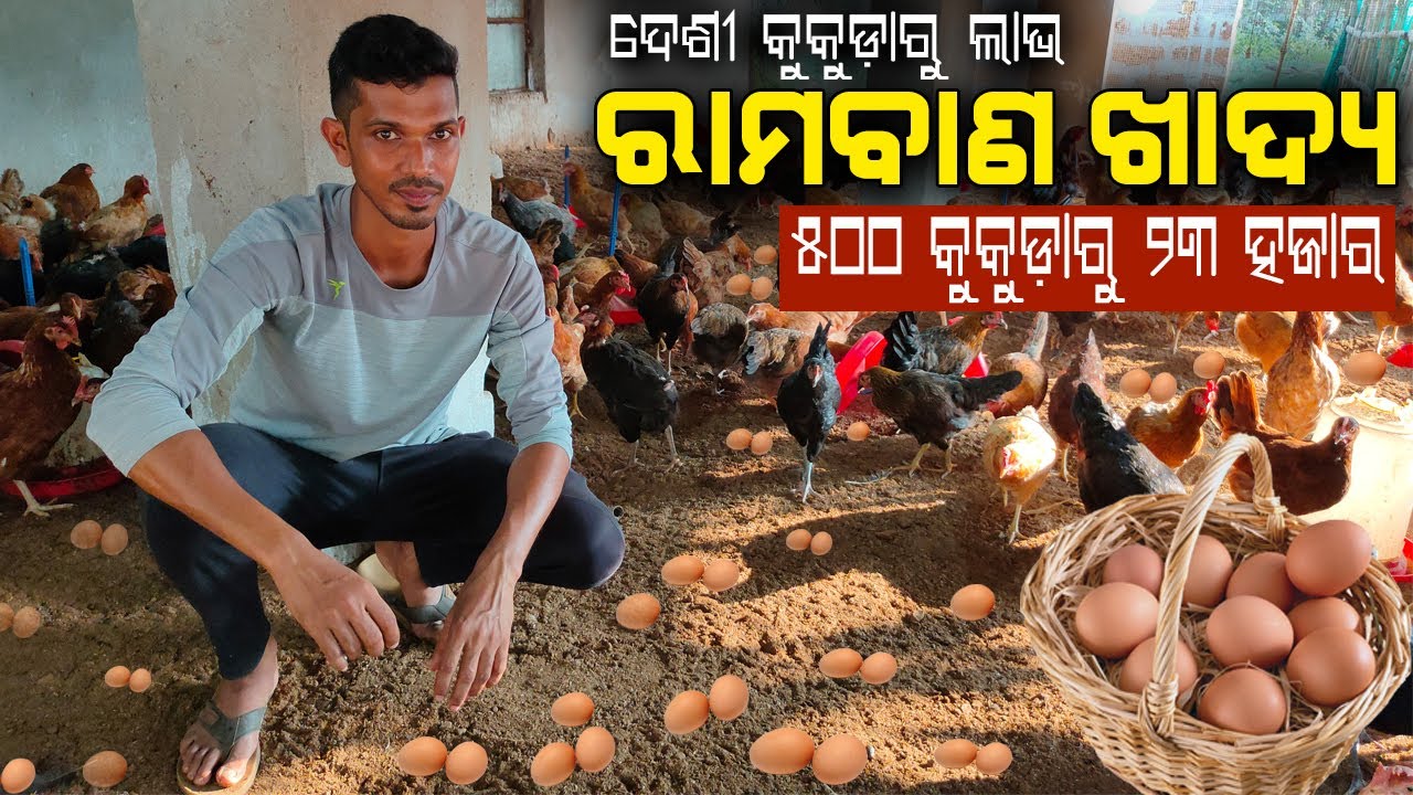 ୫୦୦ କୁକୁଡ଼ାରୁ ୨୩ ହଜାର ଲାଭ || କୁକୁଡ଼ାକୁ ଆଜୋଲା ଖାଇବା ପାଇଁ ଦିଅନ୍ତୁ || Azolla for Desi Chicken farming.