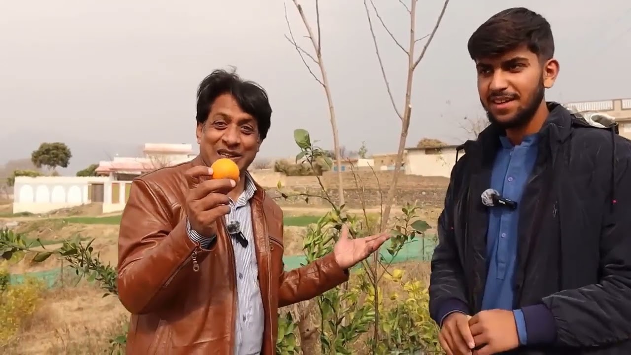 Introduce Dekopon Sumo in pakistan  World Famous and top vearity orange