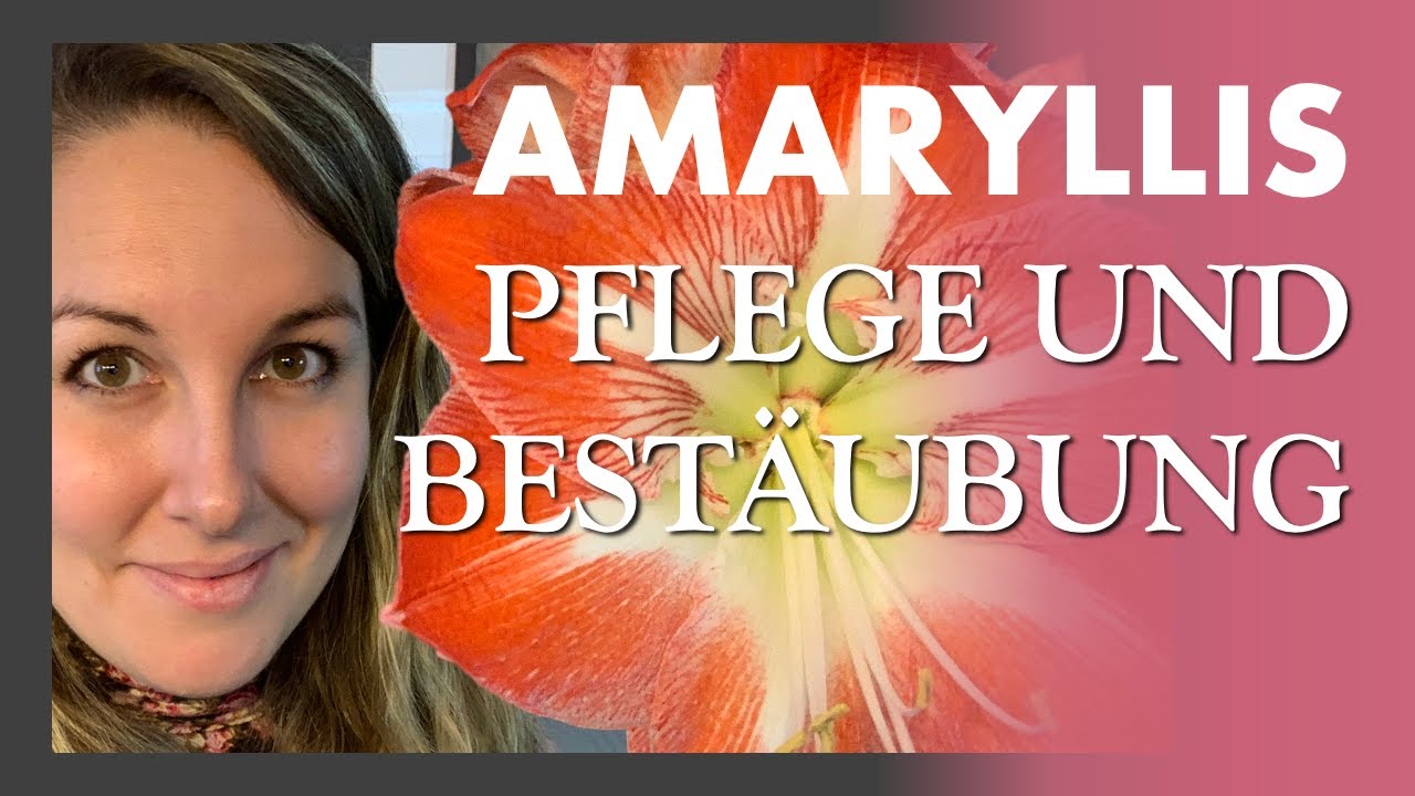 Amaryllis / Rittersterne 🌺🌸🌼 Tipps und Tricks zu Pflege und Bestäubung + Wachs Amaryllis