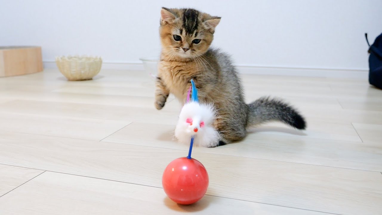 When I gave kitten Kiki a toy that could punch endlessly lol
