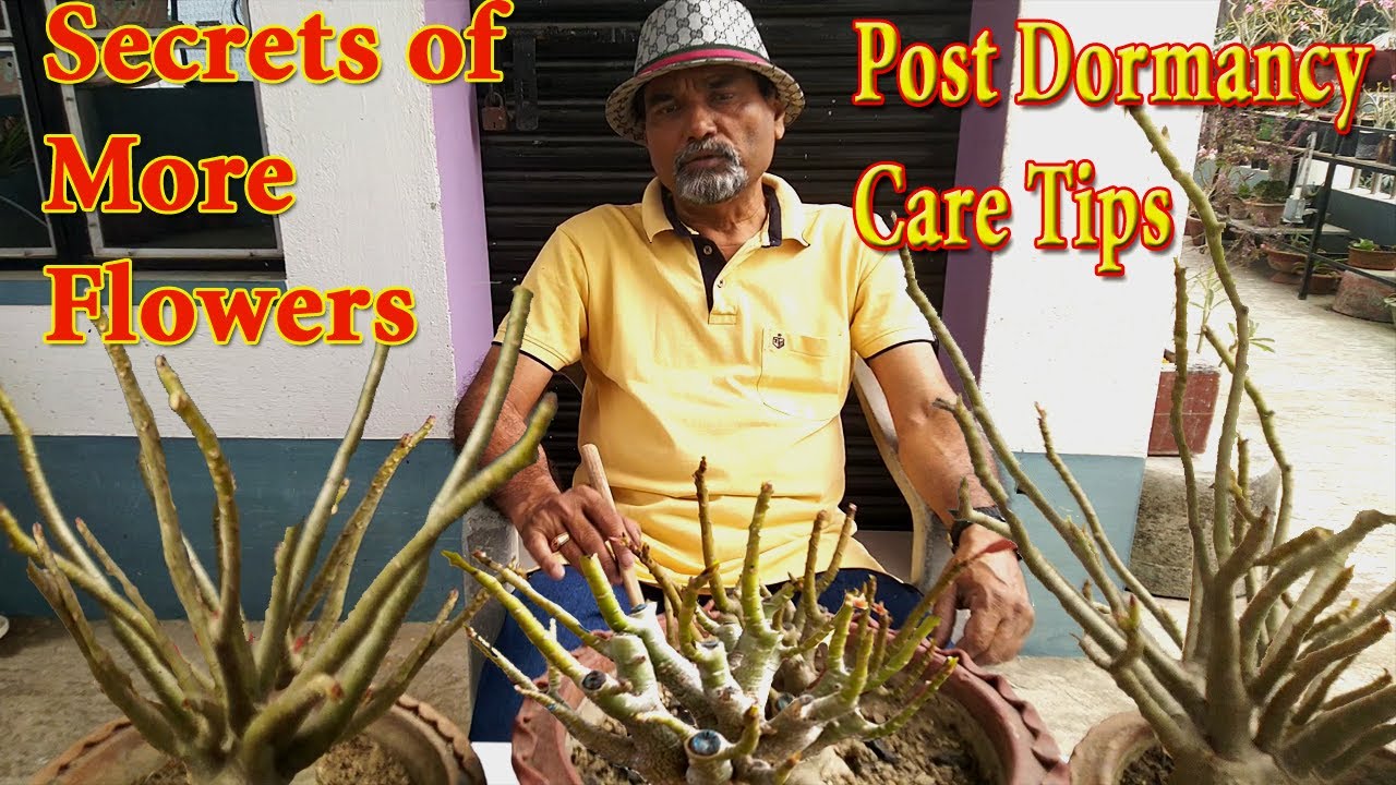 Secrets of More Adenium Flower || Post Dormancy Care Tips