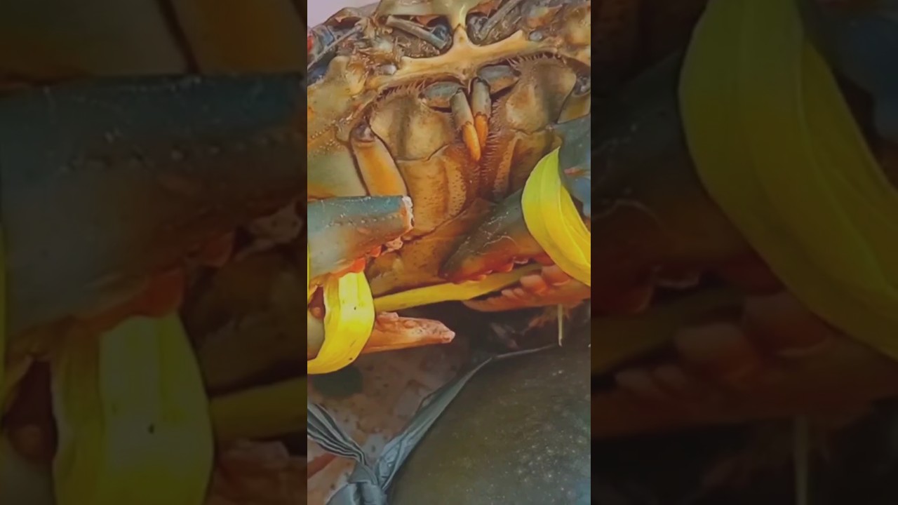 Mud crab street vendor  philippines 🇵🇭
