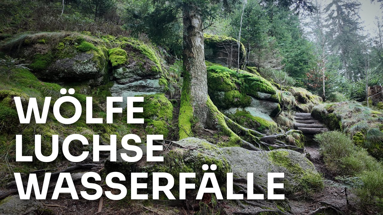 Wölfe, Luchse, Wasserfälle - Wandertraum Nordschwarzwald | Gertelbach | Wandern Schwarzwald
