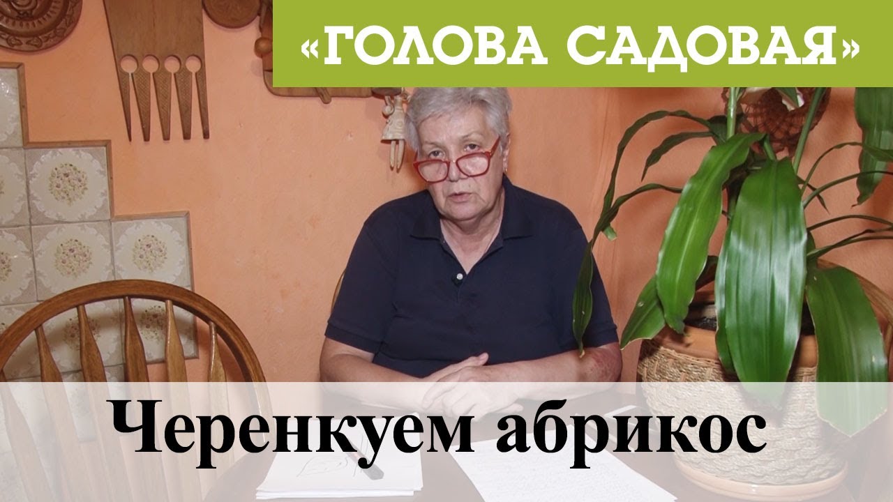 Голова садовая - Черенкуем абрикос