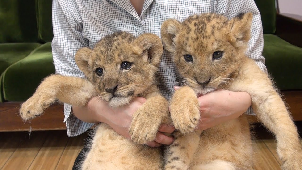 ぬいぐるみレベルのふわふわ　ライオンの赤ちゃん公開中