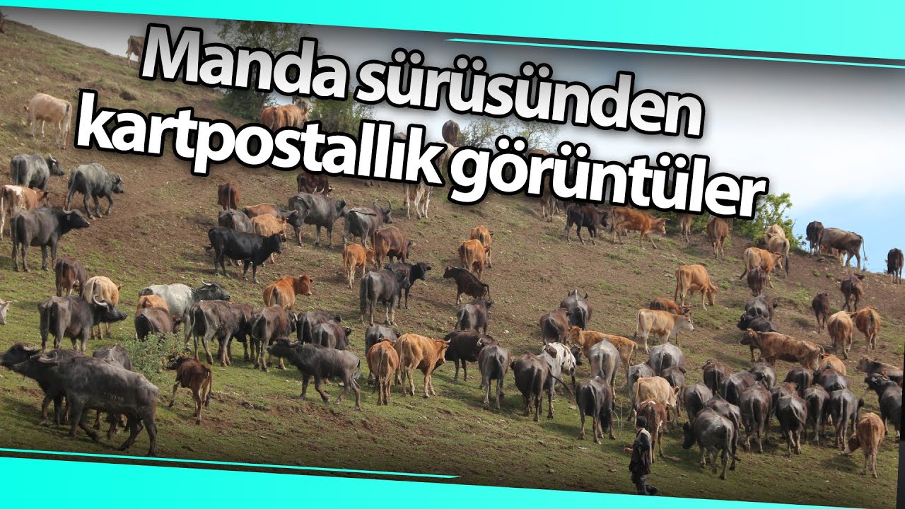 Manda Sürüsünden Kartpostallık Görüntüler