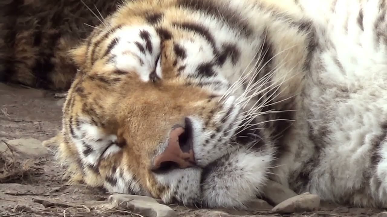 Румыния: Сучава, Рэдэуци (50 выпуск, Но мы держимся!)