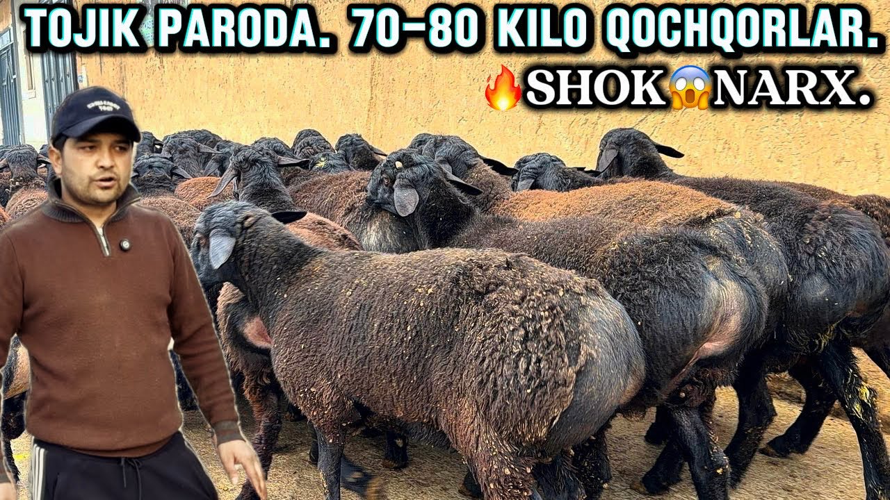 TOZA ELITA TOJIK PARODA QOCHQORLAR 70-80 kilo TAROZIGA 🔥SHOK😱NARX.