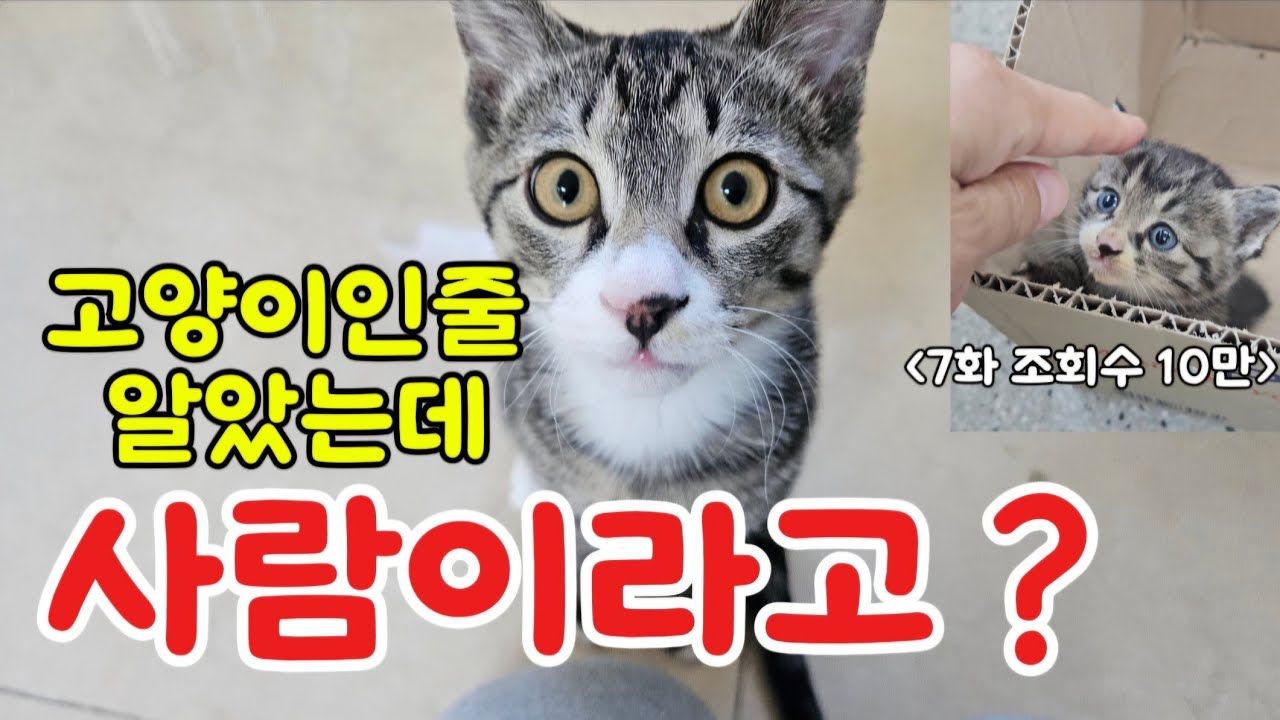 8화 고양이인줄 알았는데 사람이라고?(@dolmangday ) #똘망이 #아기고양이 #천재묘 #cat #cutecat