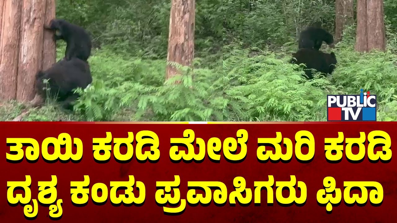 ತಾಯಿ ಕರಡಿ ಮೇಲೆ ಮರಿ ಕರಡಿ... ದೃಶ್ಯ ಕಂಡು ಪ್ರವಾಸಿಗರು ಫಿದಾ | Mysuru | Public TV