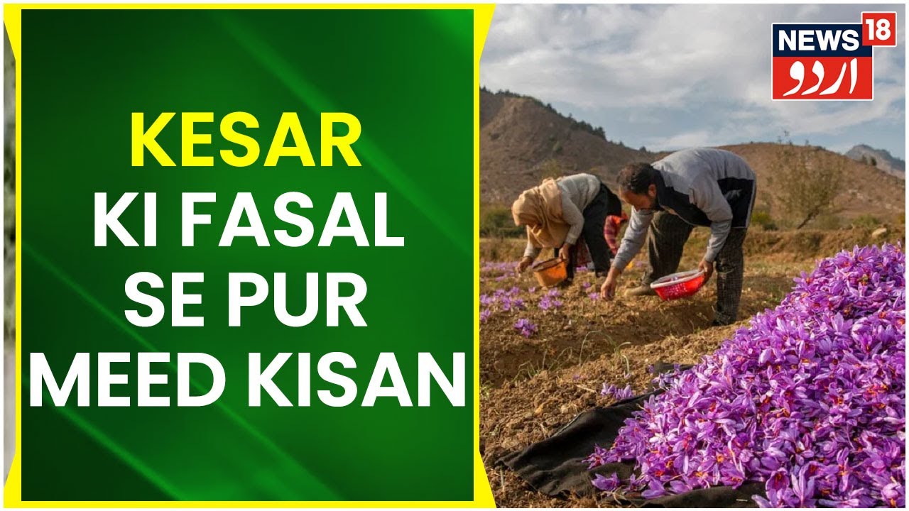 Kashmir News | Pampore Mein Chune Ja Rahe Hain Kesar Ke Phool | Kisan Hain Pur Umeed | News18 Urdu