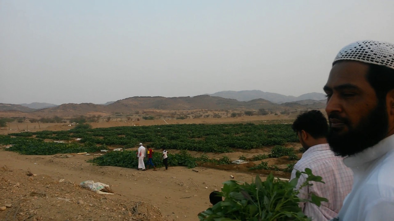 مزرعه برماوي