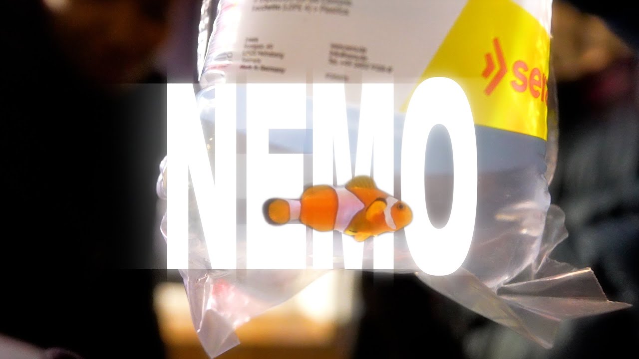 Djunis - Findet Nemo