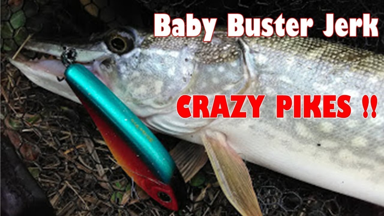 BABY BUSTER : LE LEURRE A BROCHET EN AUTOMNE