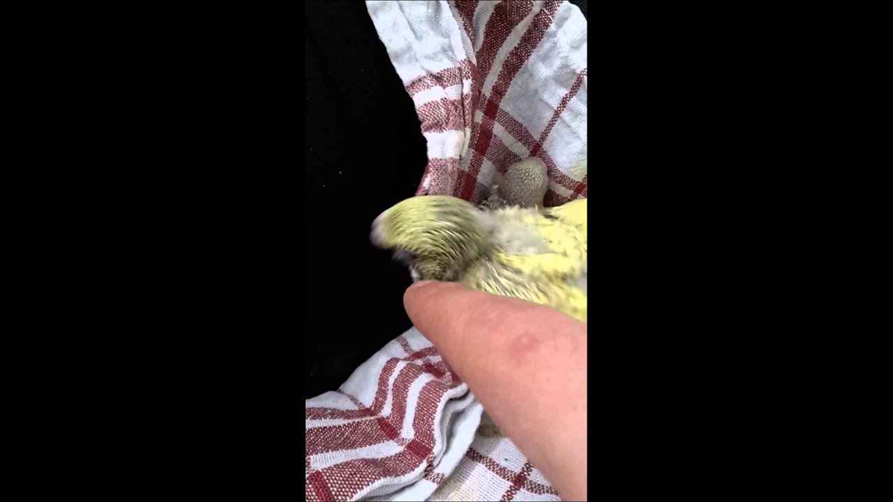 ByFly unsere k&uuml;ken 😊