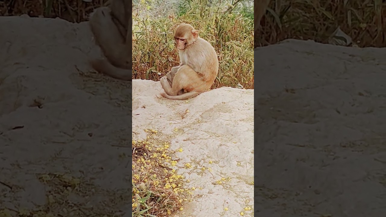 Monkey Love Story: Life After Marriage in the Primate World | 