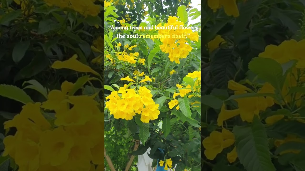 Surrender yourself to nature 😊