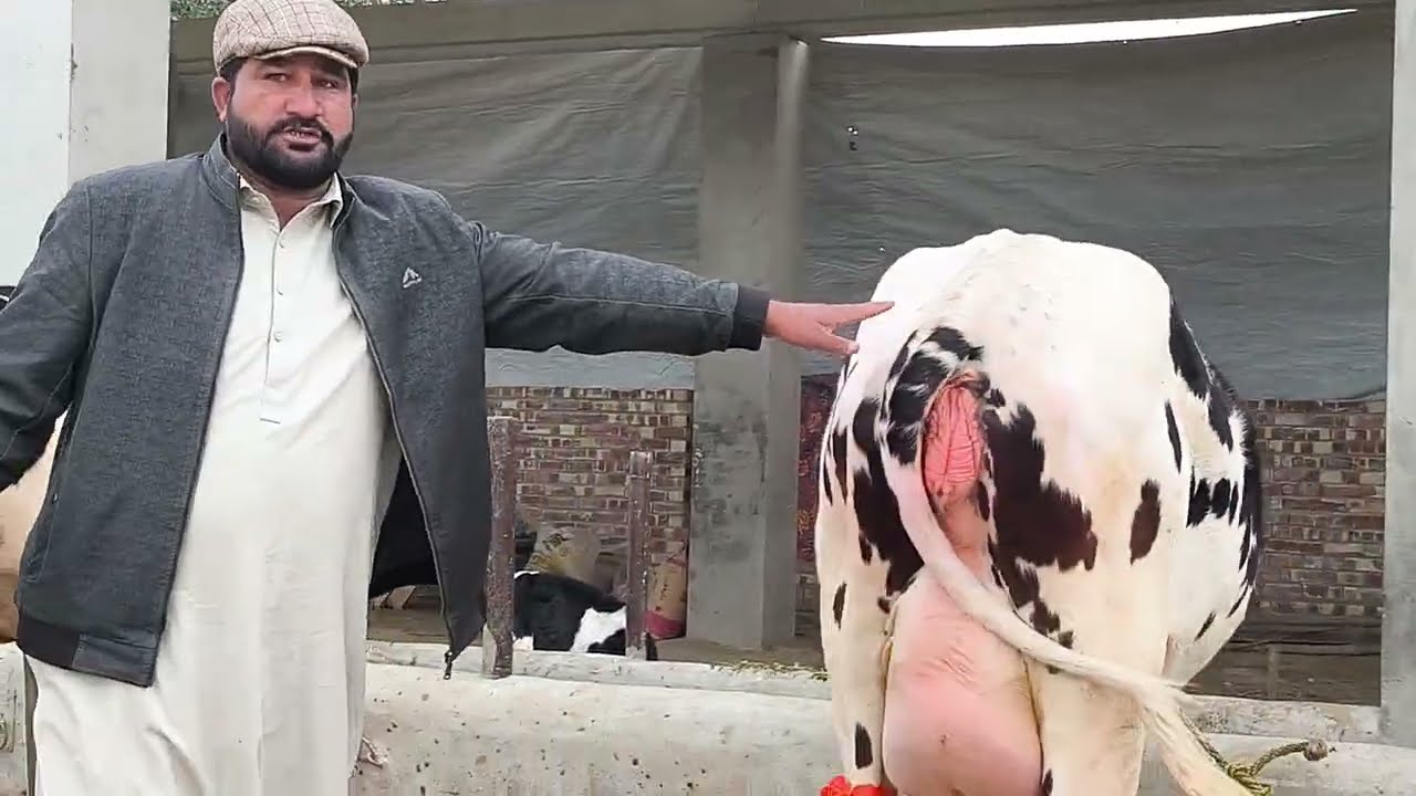 Cholistani Friesian cross cow for sale ll 