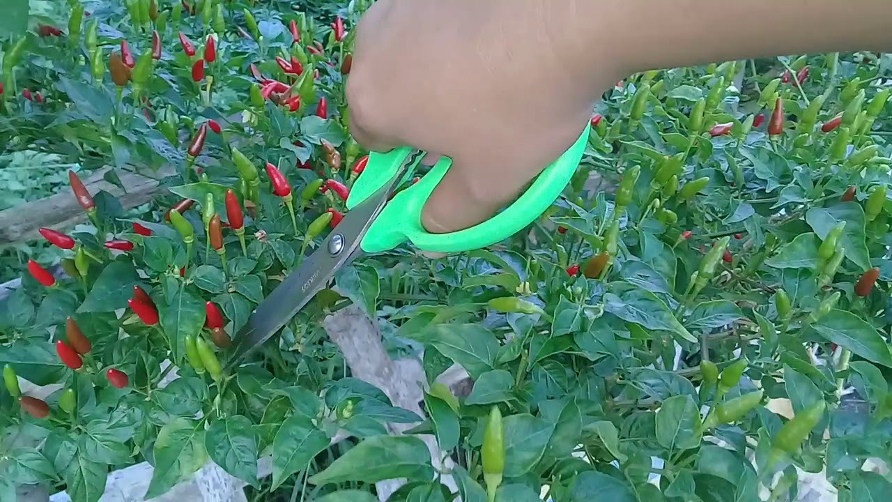 Harvesting Chili Peppers #BuhayProbinsya