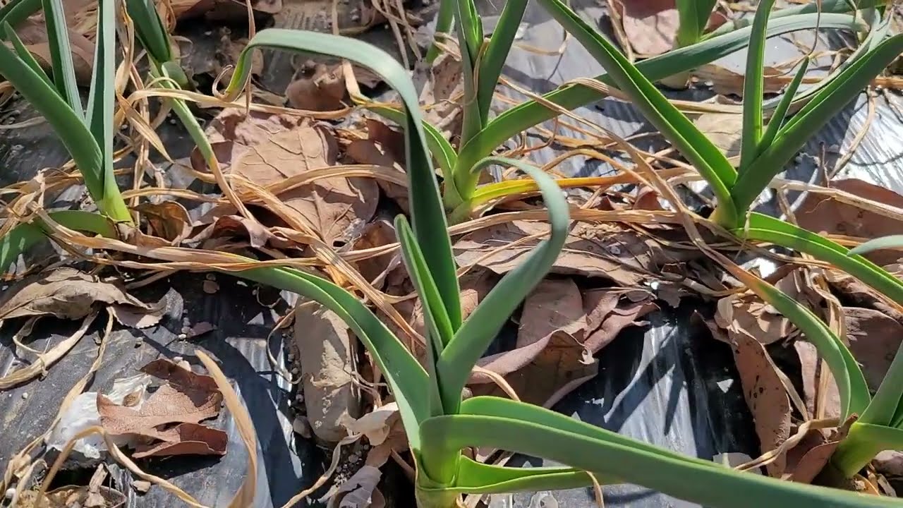 부직포 벗길까 고민중 