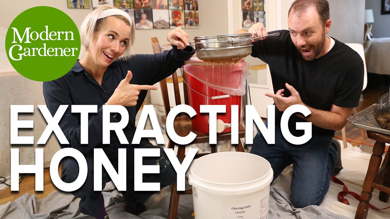 Honey Harvest! Extracting and Bottling