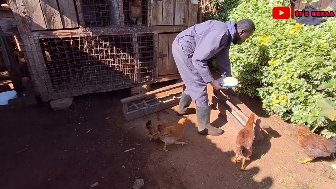 Тихий день в деревне 🐔🌿 | Новости о ферме и зданиях
