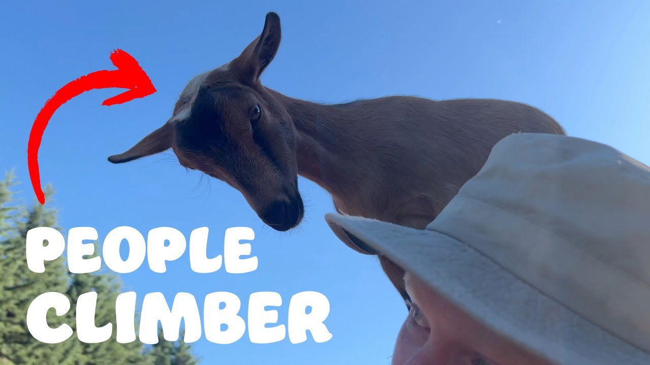 Happy Goat Farm Tom Foolery