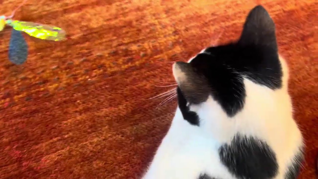 Fishing a cat