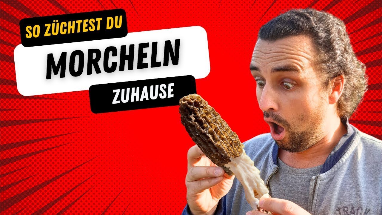 Morcheln z&uuml;chten f&uuml;r Anf&auml;nger. Anbau im eigenen Garten, so geht's