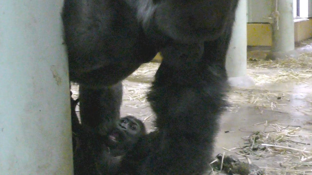 パパのふところに入ってしまったゴリラのキンタロウ【京都市動物園】