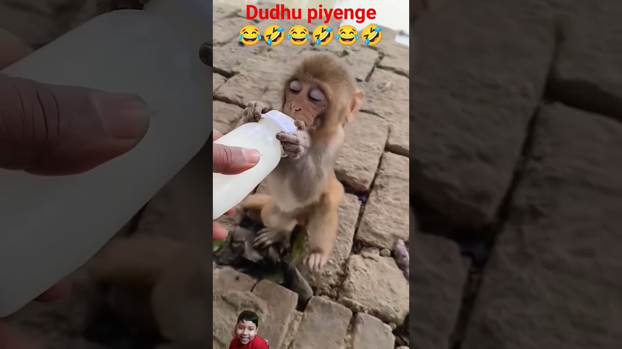 Dudhu piyenge 🤣😂🤣😂 #bandar #cute #monckey #funny #monkey05 #mongkey #animation #cartoon #monkey