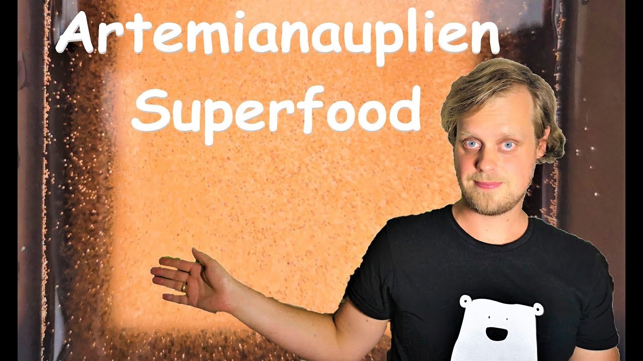 Artemianauplien als Superfood - Ansatz und F&uuml;tterung meiner Fische