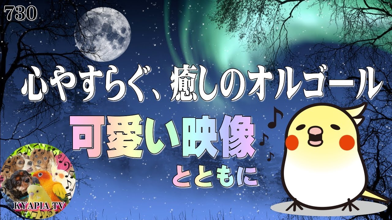 心やすらぐ、癒しのオルゴール【作業用・勉強用・睡眠用BGM・音楽】オカメインコの可愛い動画 途中広告なし 730
