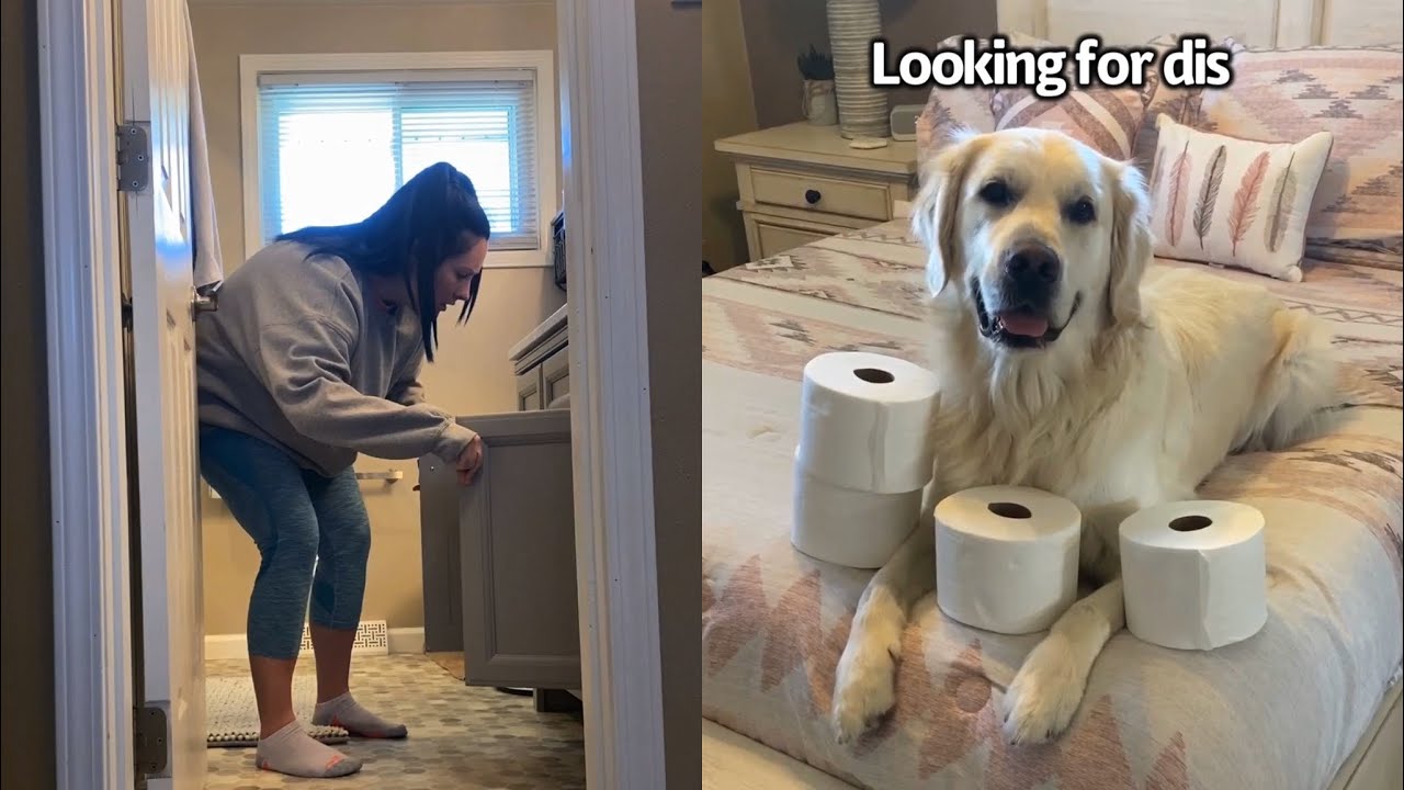 Dog Holds Toilet Paper Hostage To Get What He Wants