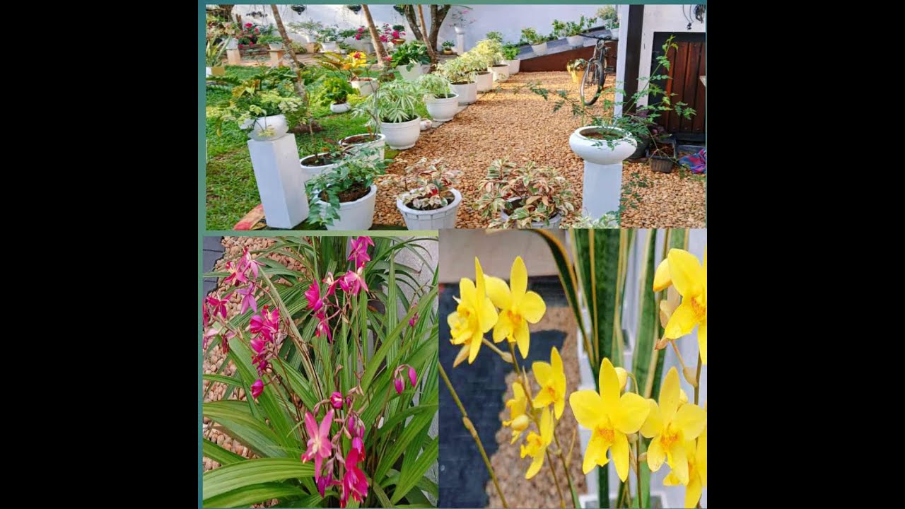 In the spring 🌼🌱 our garden 🌞🏡##relaxing enjoy your self 😊