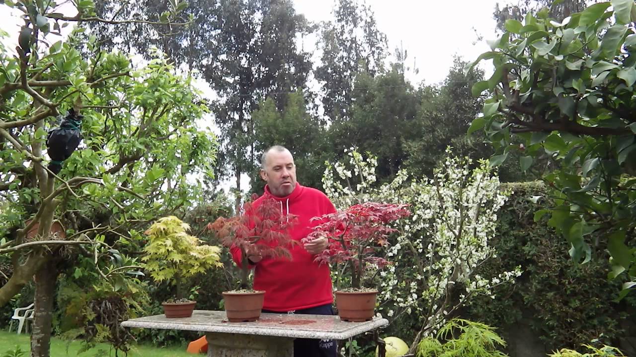 Hablando de arces palmatum primavera 2014 primera parte.